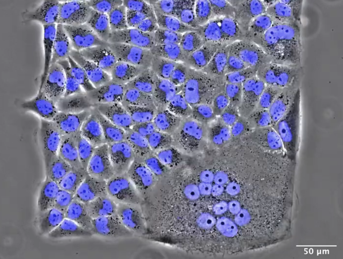 Cells Fusing on Protein Pattern